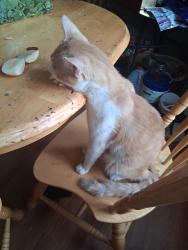 Lost Male Cat last seen Archangel Michael church, Campbell, OH 44405