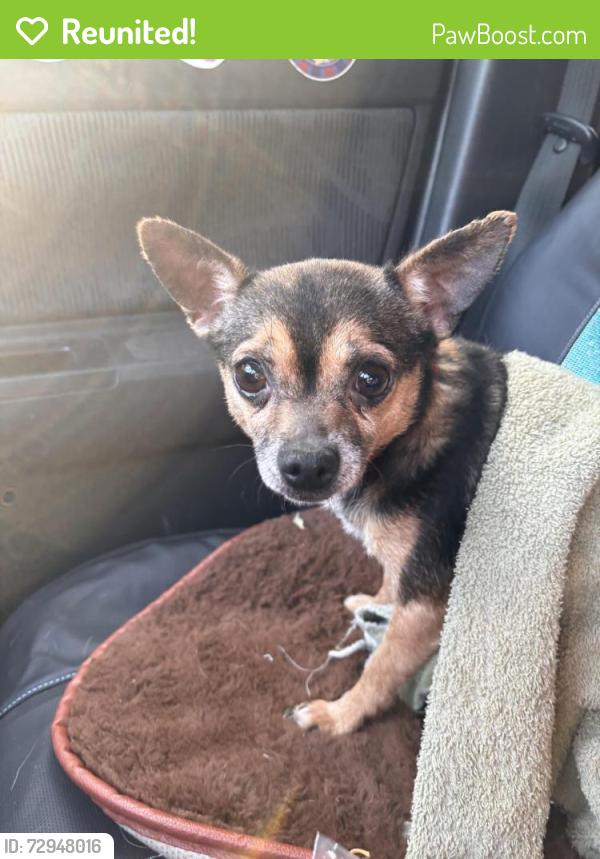 Reunited Female Dog last seen Cielo apmts, Tukwila, WA 98188