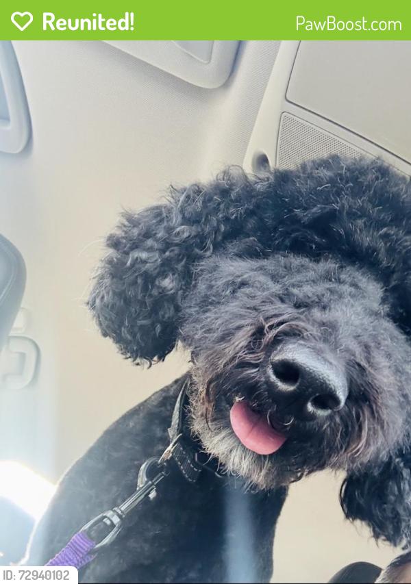 Reunited Male Dog last seen Pin oak /crenshaw, Pasadena, TX 77505