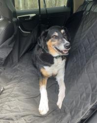 Reunited Female Dog last seen Range Rd 275 and twp Rd 490, Thorsby, AB T0C 2P0