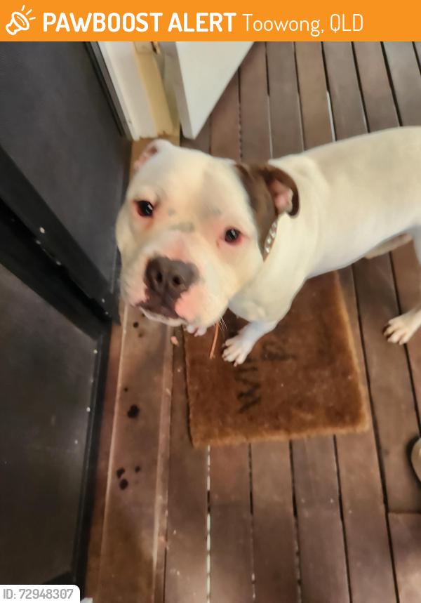 Found/Stray Male Dog last seen Frederick St and Victoria Crescent, Toowong, QLD 4066