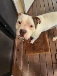 Found/Stray Male Dog last seen Frederick St and Victoria Crescent, Toowong, QLD 4066