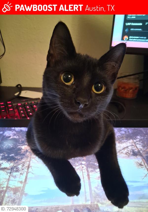 Lost Female Cat last seen Beckett and buffalo pass. Independence niegjborhood off manchaca, Austin, TX 78745