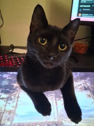 Lost Female Cat last seen Beckett and buffalo pass. Independence niegjborhood off manchaca, Austin, TX 78745