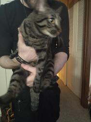 Found/Stray Unknown Cat last seen Saint Anthony Village, New Brighton, MN 55112