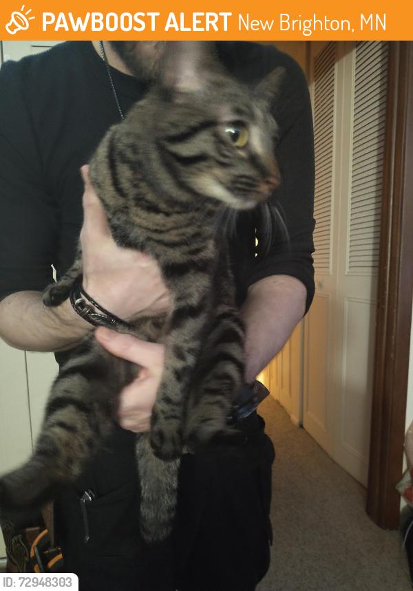 Found/Stray Unknown Cat last seen Saint Anthony Village, New Brighton, MN 55112