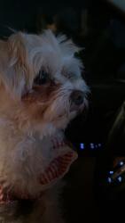 Reunited Female Dog last seen Jurupa , Riverside, CA 92504