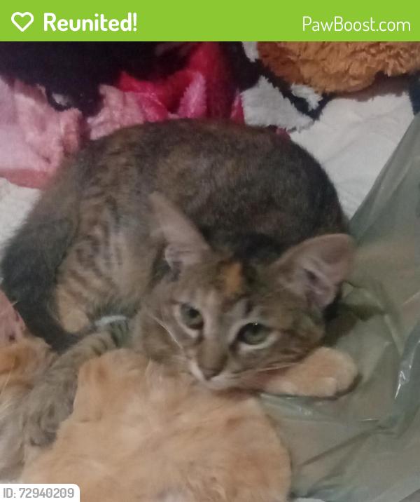 Reunited Female Cat last seen Rua murilo de matos faria com Rua Arthur saboia, Cidade Boa Vista, SP 08693-060