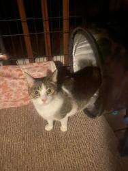 Lost Female Cat last seen Roxana St., Placerville, CA 95667