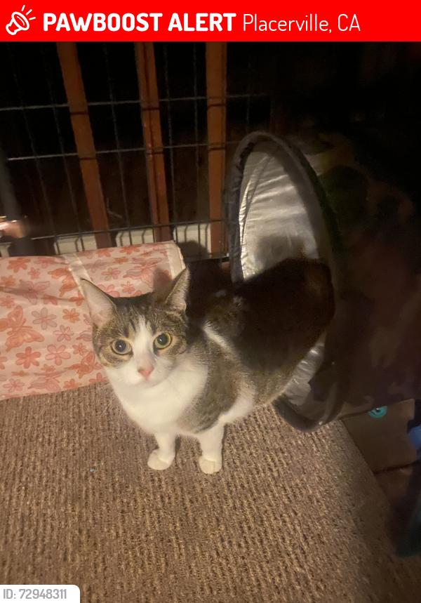Lost Female Cat last seen Roxana St., Placerville, CA 95667