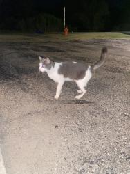 Found/Stray Unknown Cat last seen Willows cndmniums; 11th Ave SE and 20th St.SE, Rochester, MN 55904