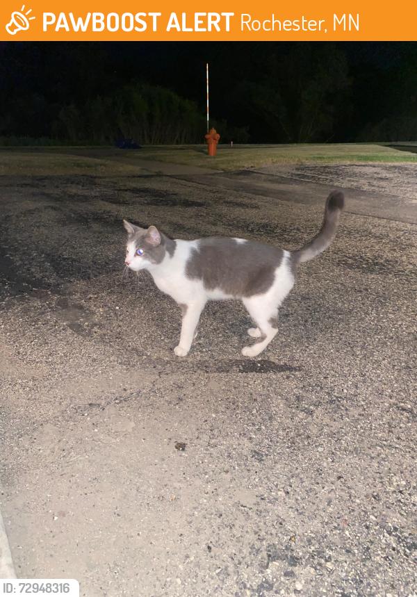 Found/Stray Unknown Cat last seen Willows cndmniums; 11th Ave SE and 20th St.SE, Rochester, MN 55904
