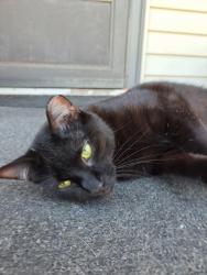 Lost Female Cat last seen SE 26th Street & Sunnylane, Del City, OK 73115