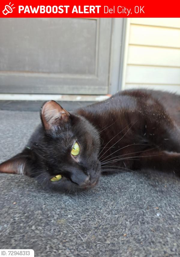 Lost Female Cat last seen SE 26th Street & Sunnylane, Del City, OK 73115