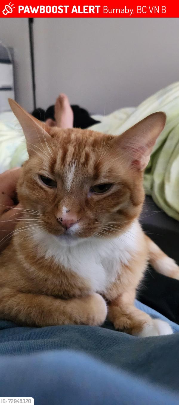 Lost Male Cat last seen Sierra Vista Community, Burnaby, BC V3N 5B4