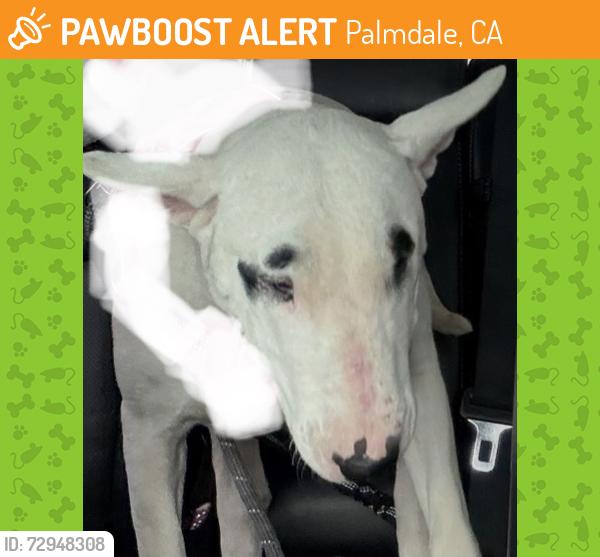 Found/Stray Unknown Dog last seen Stater Brothers , Palmdale, CA 93550