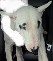 Found/Stray Unknown Dog last seen Stater Brothers , Palmdale, CA 93550
