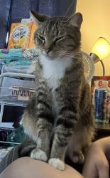 Lost Male Cat last seen Rustic Court and Rustic Drive , Circleville, OH 43113