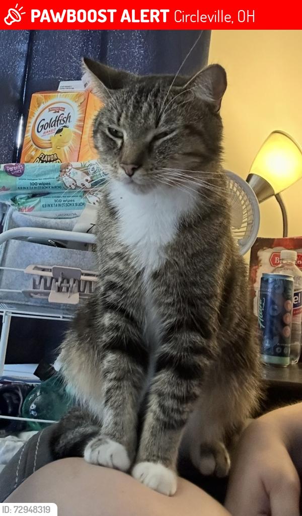 Lost Male Cat last seen Rustic Court and Rustic Drive, Circleville, OH 43113