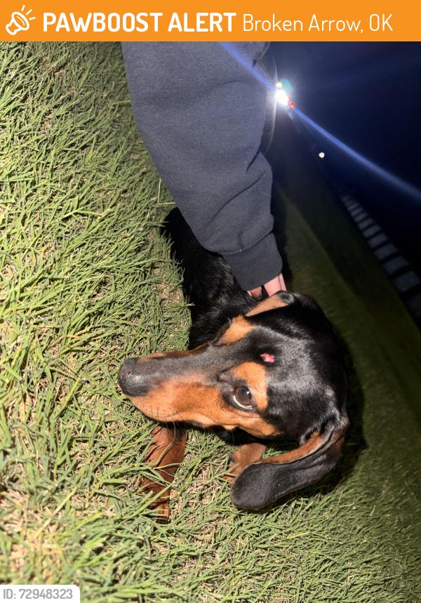 Found/Stray Male Dog last seen Near W Tucson Ct Broken Arrow, OK  74011 United States, Broken Arrow, OK 74011