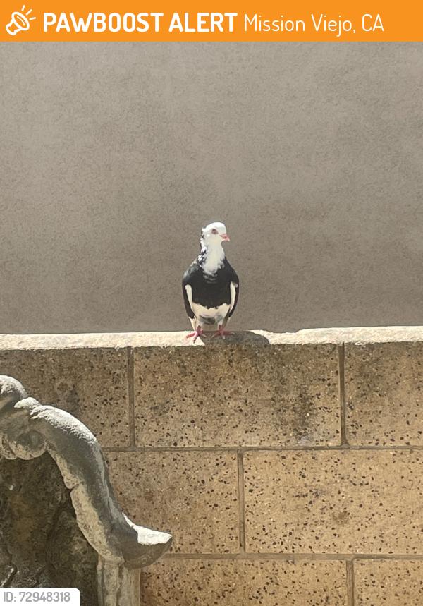 Found/Stray Unknown Bird last seen In my backyard , Mission Viejo, CA 92692