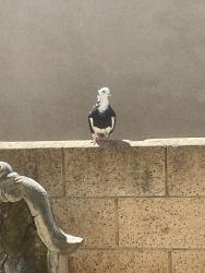 Found/Stray Unknown Bird last seen In my backyard , Mission Viejo, CA 92692
