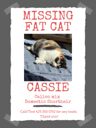Reunited Female Cat last seen Cathcart way, Snohomish, WA 98296