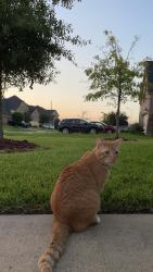 Lost Male Cat last seen Lakehead lane Richmond Texas, Richmond, TX 77407