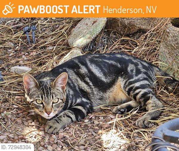 Found/Stray Unknown Cat last seen Bella Luna, near M Casino, Henderson, NV 89044
