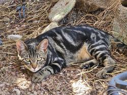 Found/Stray Unknown Cat last seen Bella Luna, near M Casino, Henderson, NV 89044