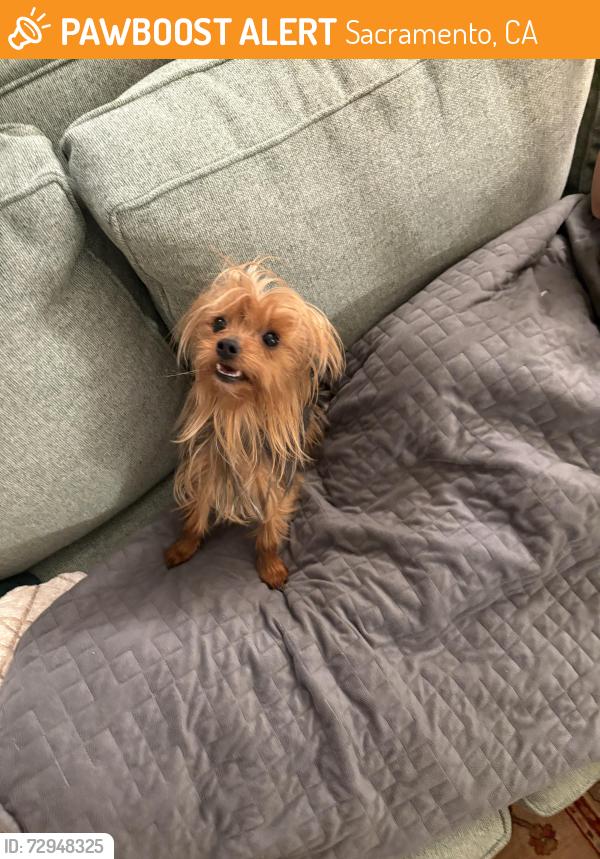 Surrendered Female Dog last seen Sierra Blvd, Sacramento, CA 95825