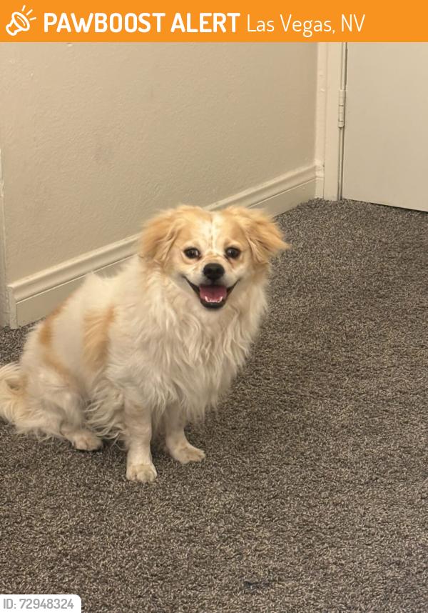 Found/Stray Male Dog last seen Near S Maryland Pkwy, Las Vegas, NV 89169, Las Vegas, NV 89169