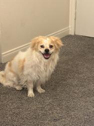 Found/Stray Male Dog last seen Near S Maryland Pkwy, Las Vegas, NV 89169, Las Vegas, NV 89169