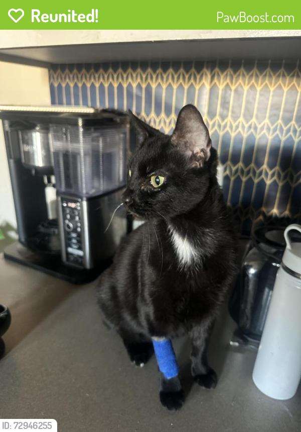 Reunited Male Cat last seen Camden Landmark apmts , Ontario, CA 91764