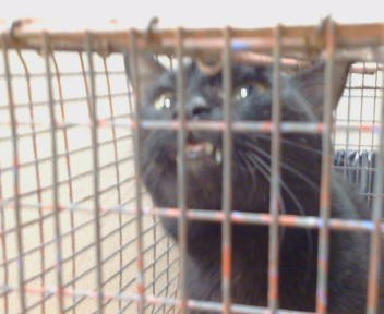 Shelter Stray Female Cat last seen ALORN LN/ HILLTOP DR, 95608, Sacramento, CA 95827