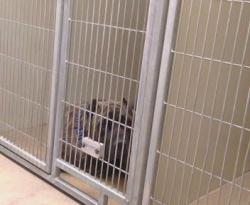 Shelter Stray Male Dog last seen EAGLES NEST RD/ FLORIN RD, 95830, Sacramento, CA 95827