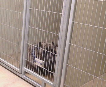 Shelter Stray Male Dog last seen EAGLES NEST RD/ FLORIN RD, 95830, Sacramento, CA 95827