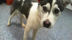 Shelter Stray Male Dog last seen CHARLOTTE, Charlotte, NC 28217