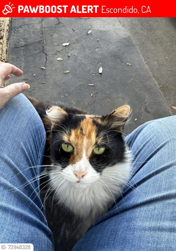 Lost Female Cat last seen Citrus, Escondido, CA 92027