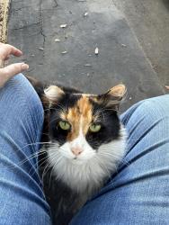 Lost Female Cat last seen Citrus, Escondido, CA 92027