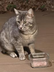 Found/Stray Unknown Cat last seen Rattlesnake Rd, Grass Valley, CA 95945