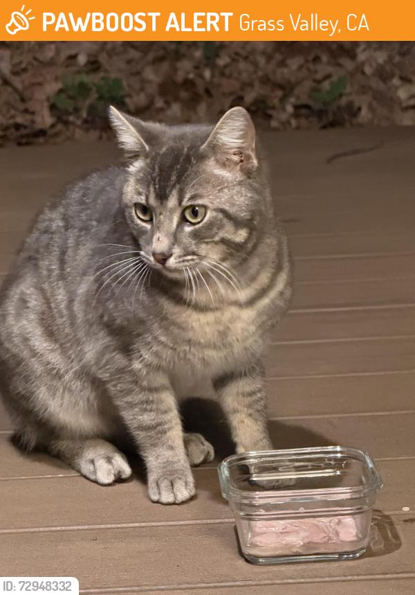 Found/Stray Unknown Cat last seen Rattlesnake Rd, Grass Valley, CA 95945
