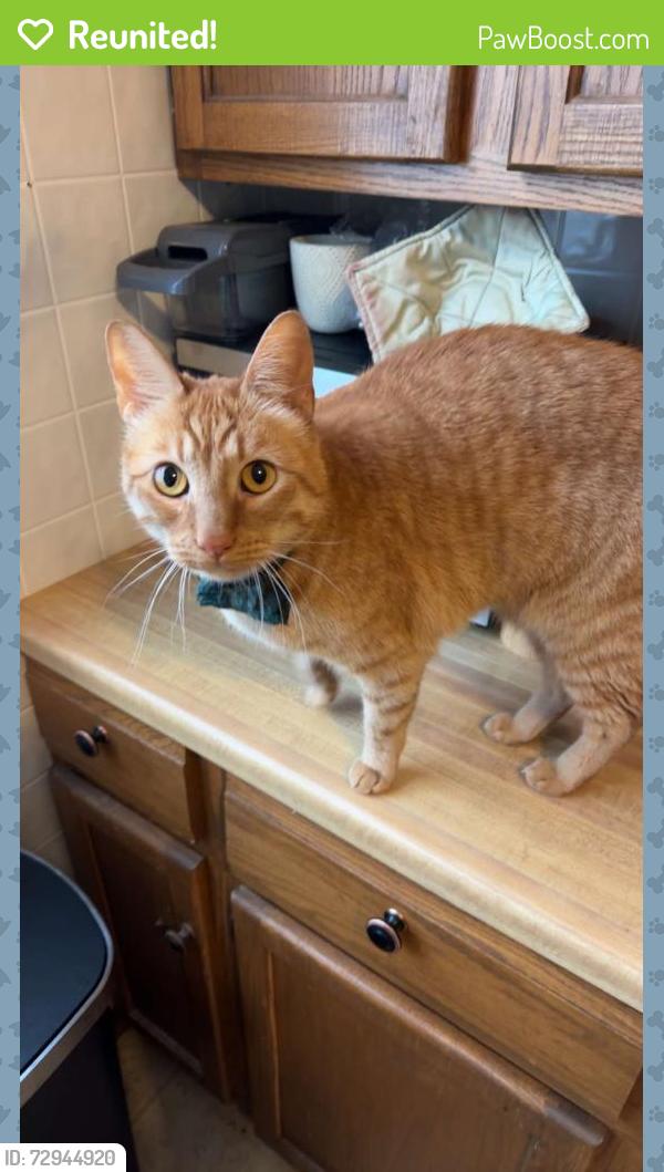 Reunited Male Cat last seen 7/11 on Oakland Avenue, Milwaukee, WI 53211