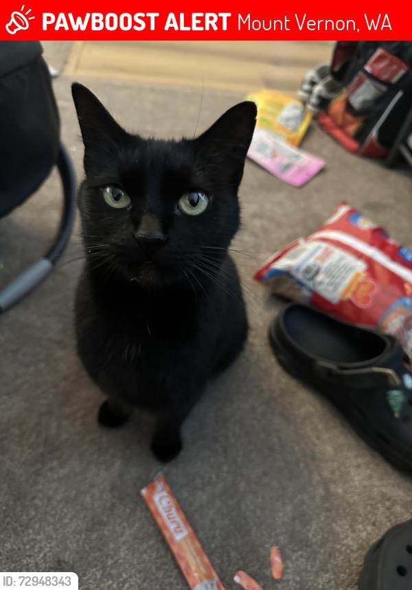 Lost Female Cat last seen E Section St, Mount Vernon, WA 98274
