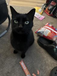 Lost Female Cat last seen E Section St, Mount Vernon, WA 98274