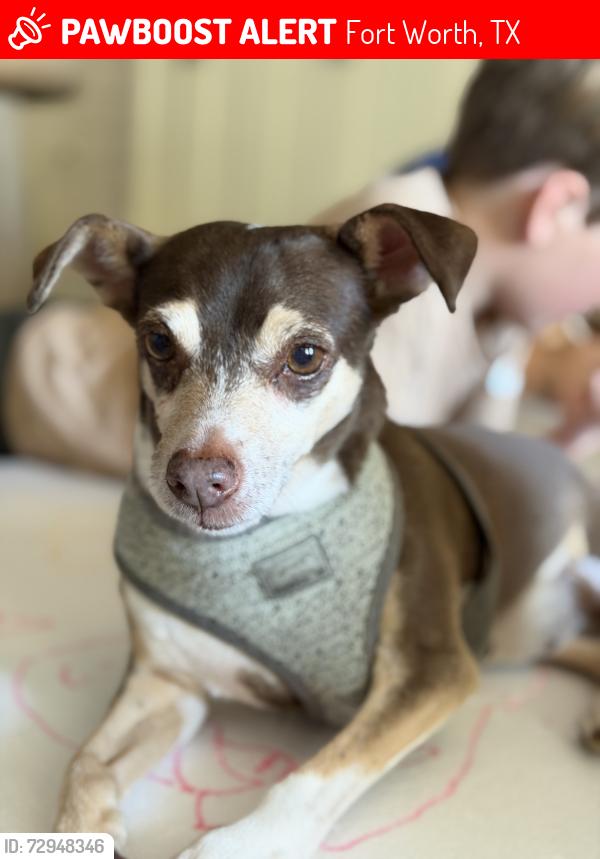 Lost Female Dog last seen Balsam , Fort Worth, TX 76111