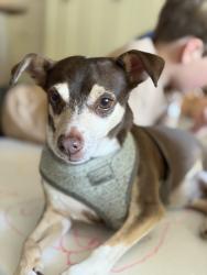 Lost Female Dog last seen Balsam , Fort Worth, TX 76111