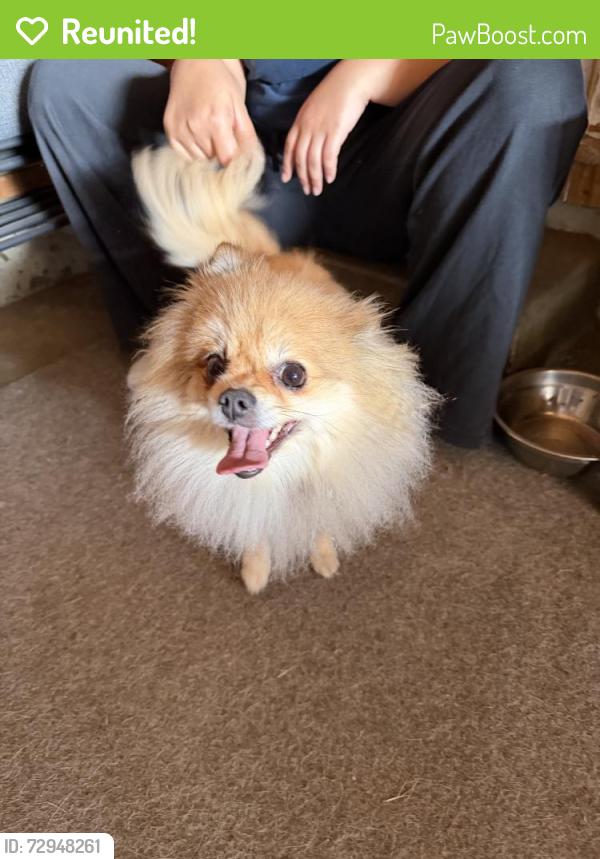 Reunited Unknown Dog last seen Brookdale Rd E, Parkland, WA, USA, Parkland, WA 98445