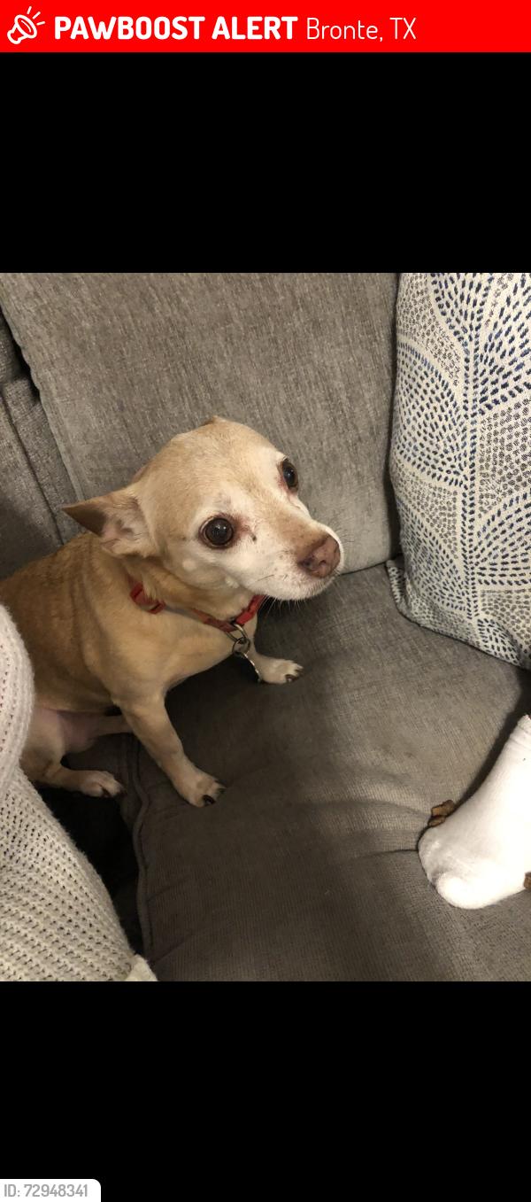 Lost Female Dog last seen FM 384, Winters TX, Bronte, TX 76933