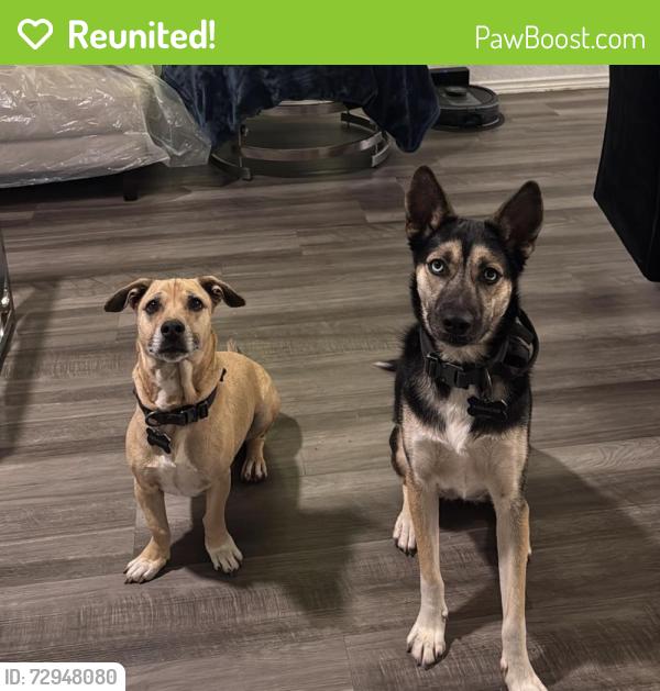Reunited Male Dog last seen Elm valley, San Antonio, TX 78242